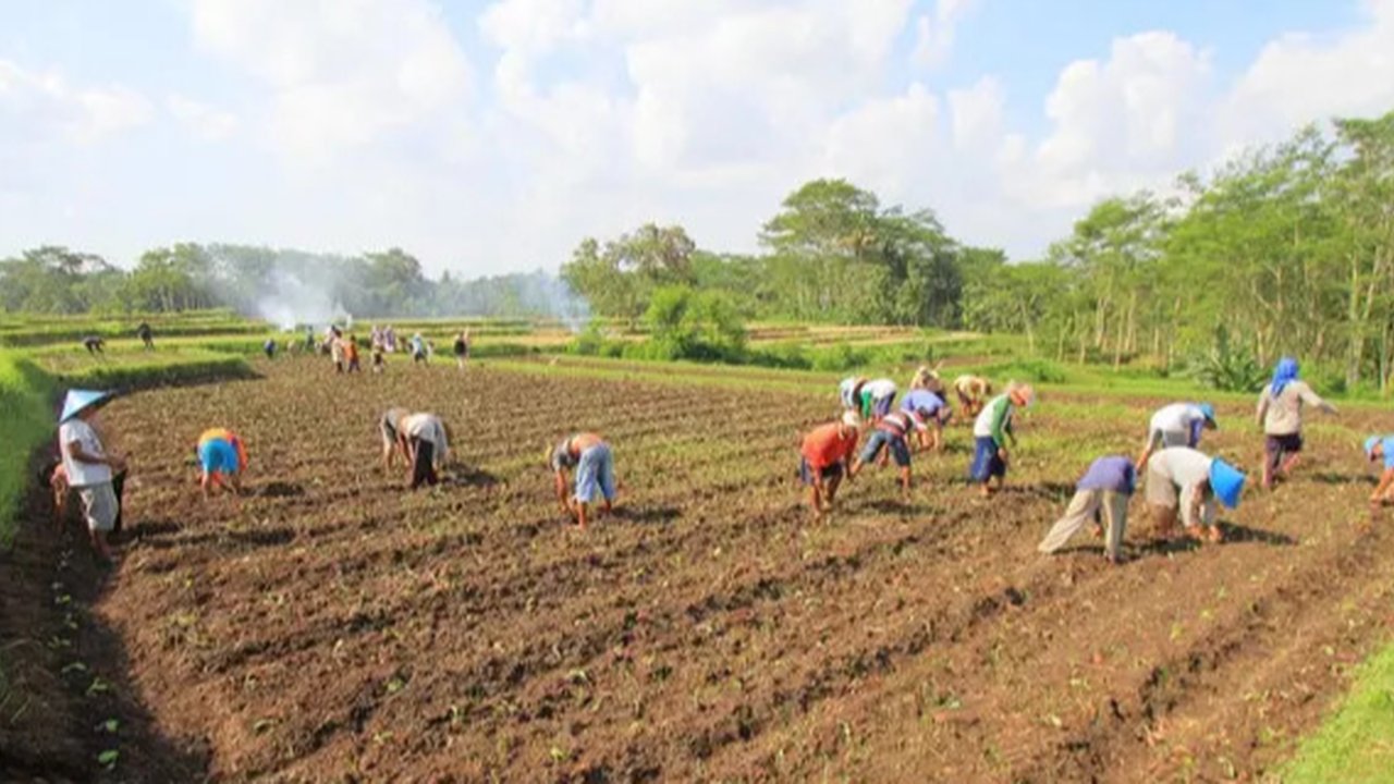 Petani Tembakau (Foto:Liputan6.com/Dian Kurniawan)