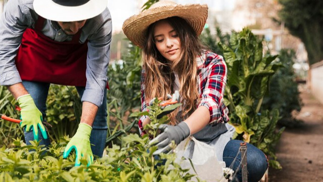 Berkebun Sebagai Aktivitas Fisik: Menjaga Kebugaran Sekaligus Mendekatkan Diri ke Alam