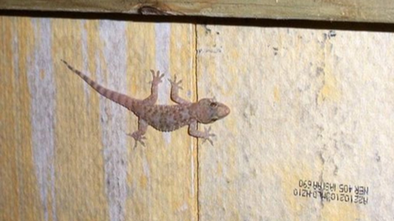 cicak