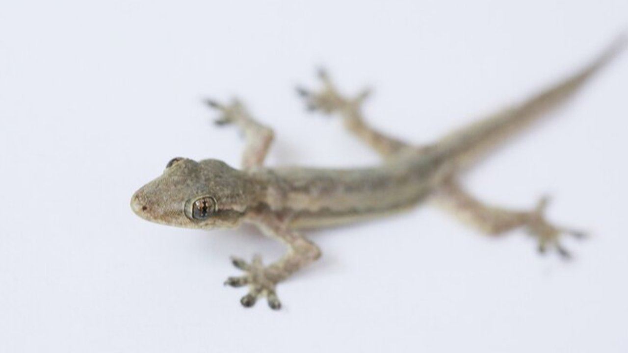 Ilustrasi cicak.
