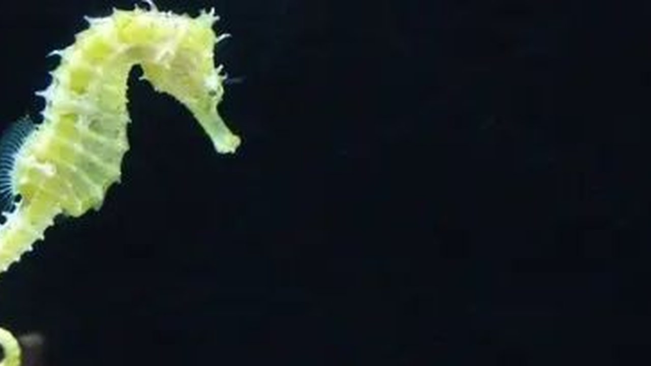 Kuda laut