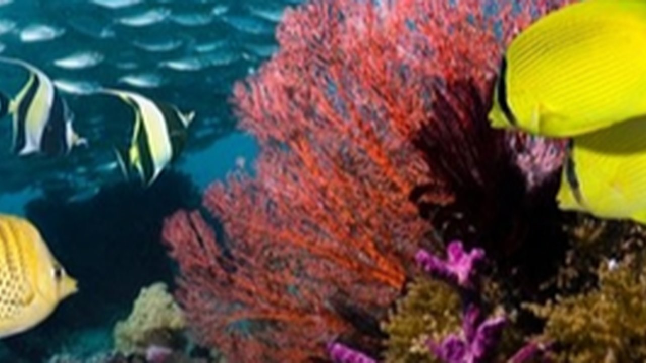 Miris, Terumbu Karang Raja Ampat Rusak Diterpa Kapal Asing