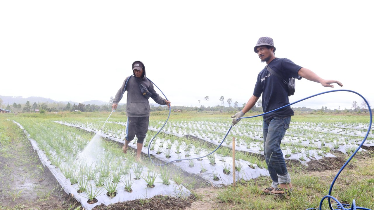 Salah satu kisah inspiratif datang dari John Les Lumbuun, seorang petani Desa Ria Ria berusia 42 tahun telah menggarap lahannya sejak 2020.