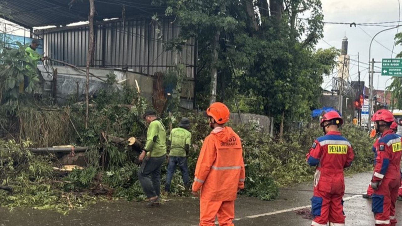 Pohon tumbang menimpa dua mobil dan dua sepeda motor di Jalan Raya Bogor-Sukabumi (Bocimi), Minggu (24/11/2024). (Liputan6.com/ Achmad Harmanto)