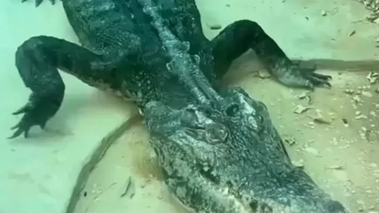 buaya kurus di china