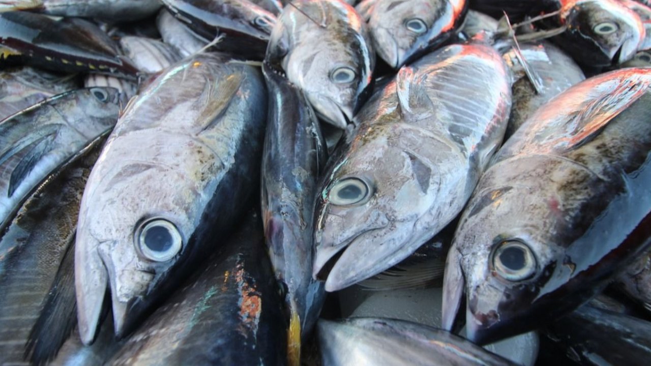 Selain Sepeda Motor, Ikan Ini Disinyalir Mampu jadi Primadona Sumber Devisa Negara