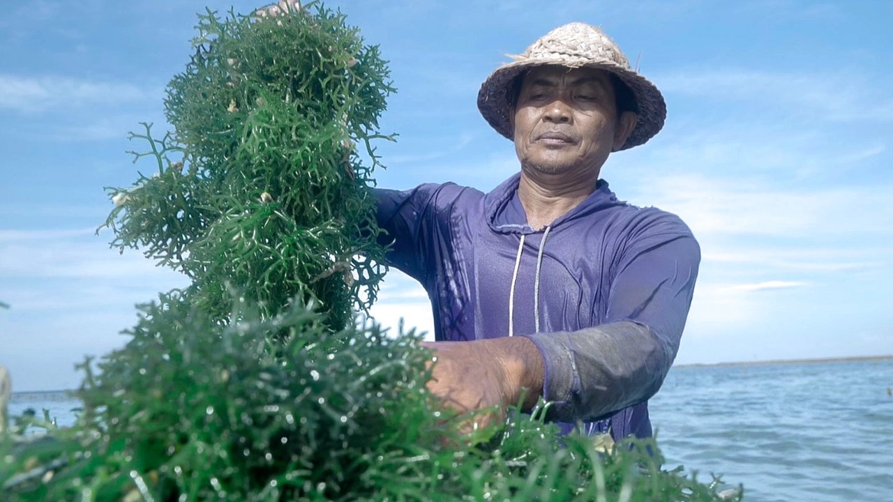 Skala Usaha Klaster Rumput Laut Semaya di Nusa Penida