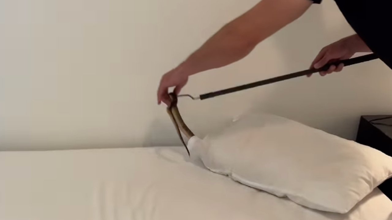 Detik-detik Mengerikan Kobra Berbisa Ditemukan di Bawah Bantal