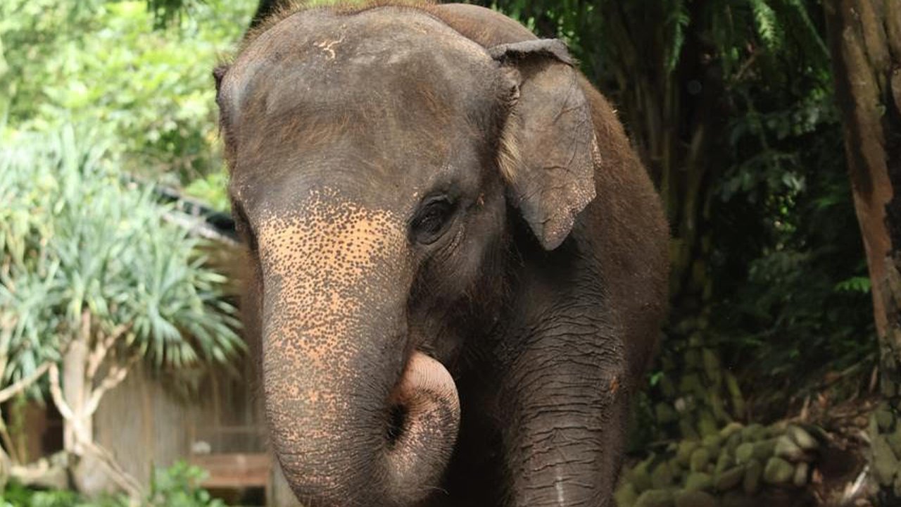 Gajah Molly mati