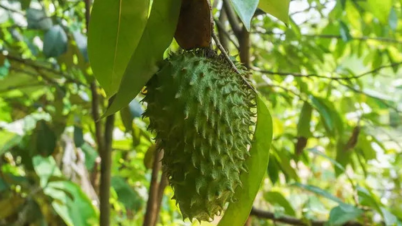 Manfaat daun sirsak (Sumber: Pixabay)