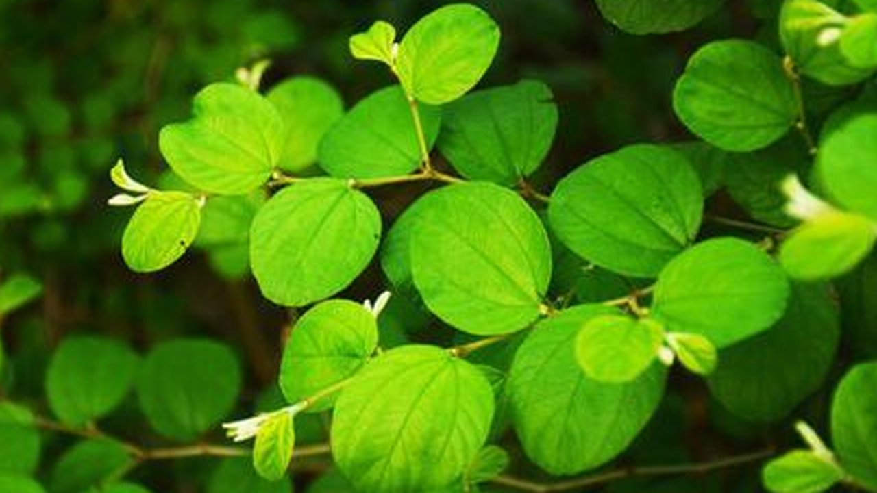 daun bidara