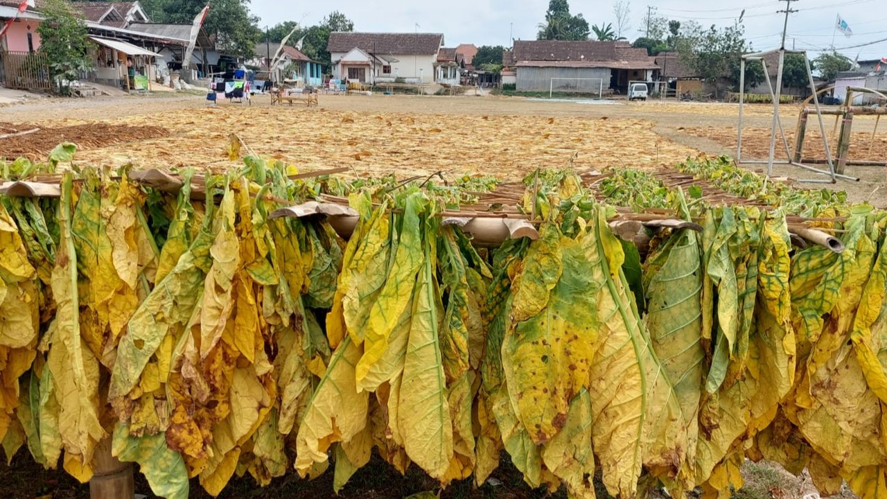 Hasil panen petani tembakau. (Istimewa)