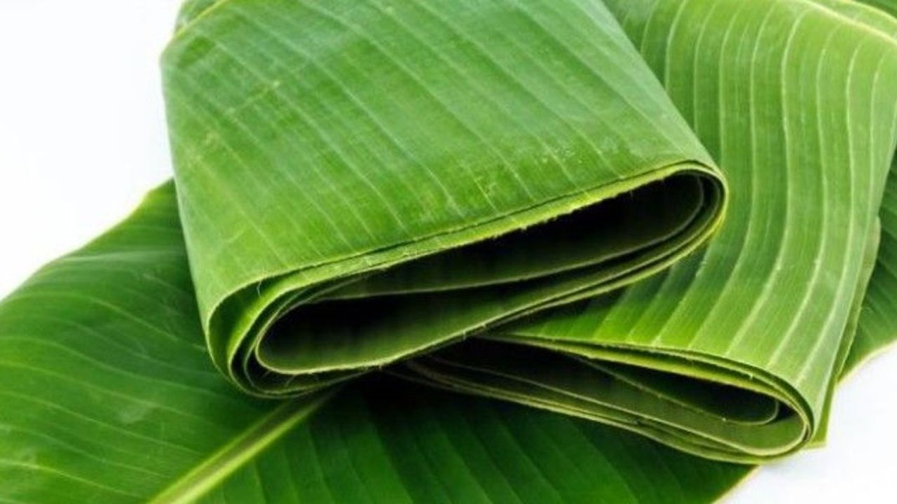 Cara Mudah Membuat Daun Pisang Lentur dan Tetap Hijau untuk Membungkus Makanan