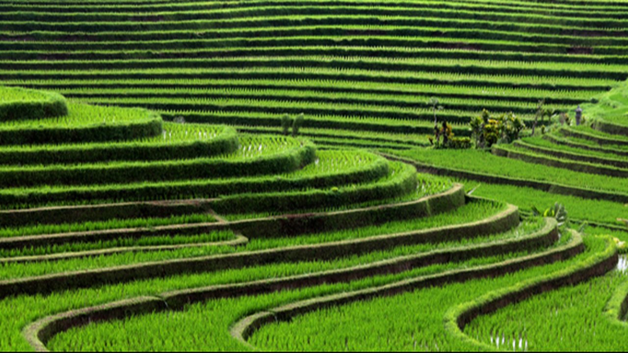 Melukis di Atas Sawah Hanya Ada di Jepang, Lho!