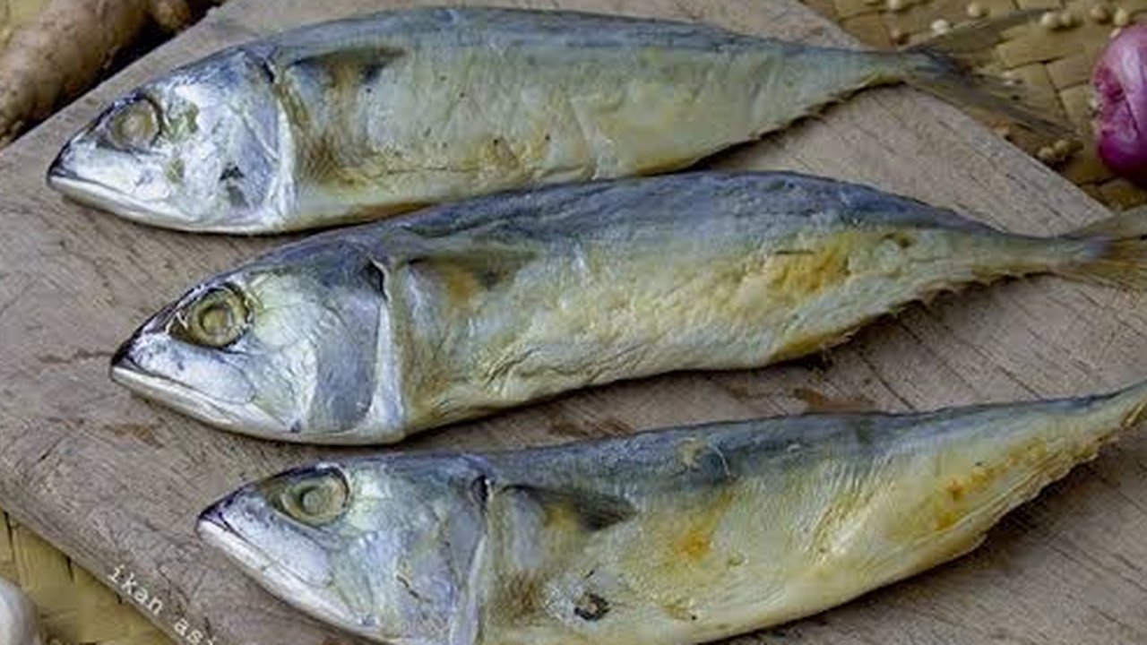 Ilustrasi ikan peda.