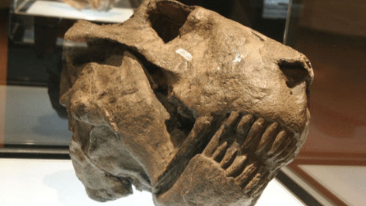 fosil sabertooth di spanyol