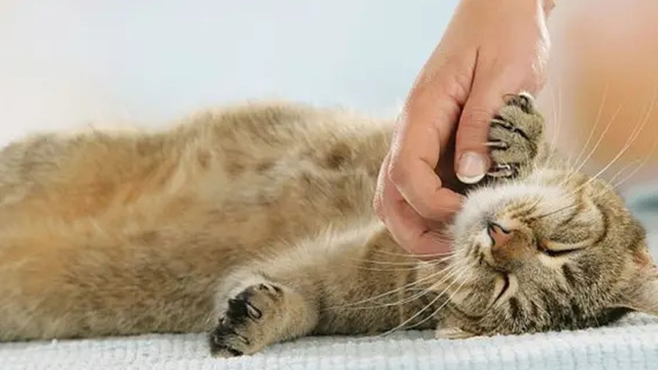 Gak cuma telaten, merawat hewan peliharaan itu harus pintar. Nih beberapa cara mudah bikin kucingmu sehat dan senang. Seperti apa ya?