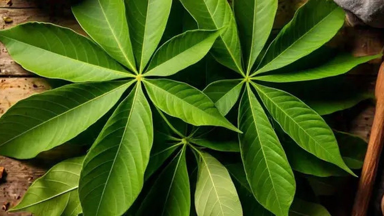 Daun Singkong by AI/ChatGPT
