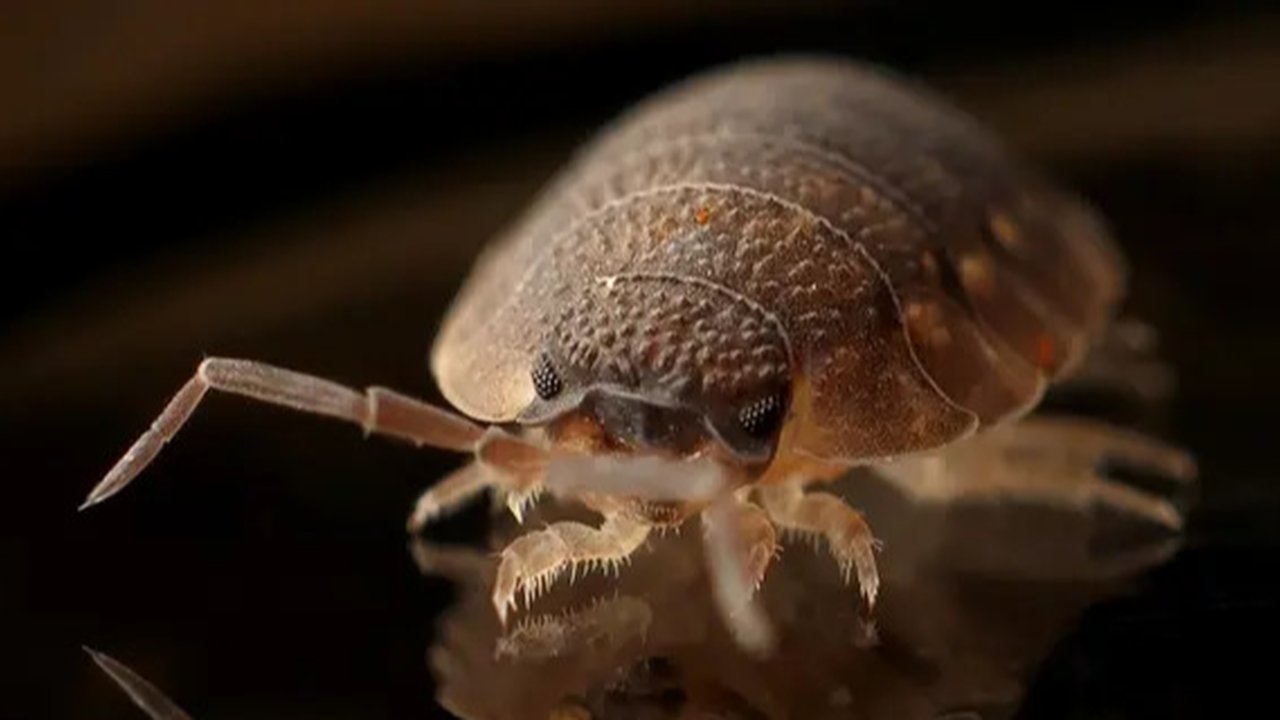 Foto file: Kutu busuk merayap di dalam wadah yang dipajang pada National Bed Bug Summit ke-2 di Washington, DC, 2 Februari 2011. AFP/Archives