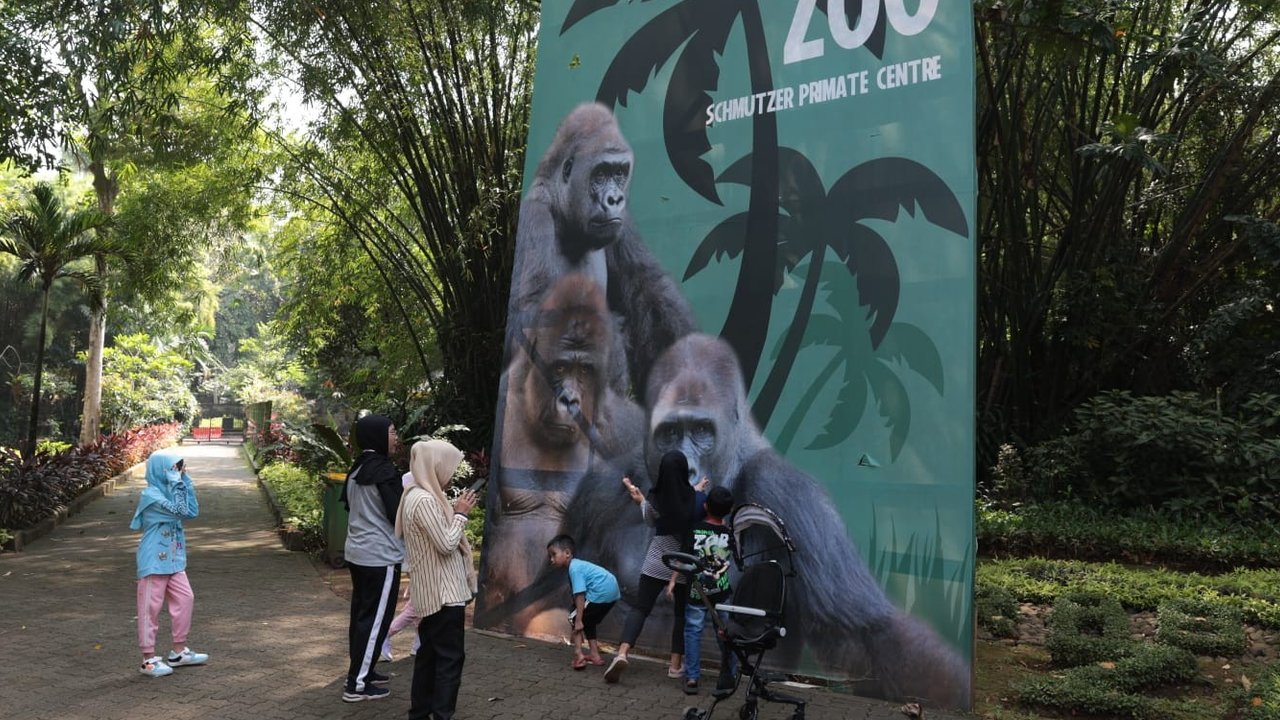 Tak hanya manusia yang berhak merayakan hari kelahirannya, satwa pun juga bisa ikut merasakan kebahagiaan dalam memperingati hari lahirnya. Di akhir pekan ini, Taman Margasatwa Ragunan merayakan Ulang Tahun kepada 2 individu Gorila saat long weekend ini.
