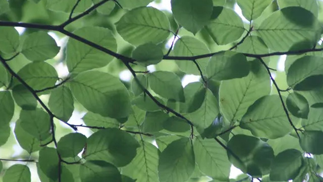 Ilustrasi Daun Sirsak Credit: pexels.com/Michael