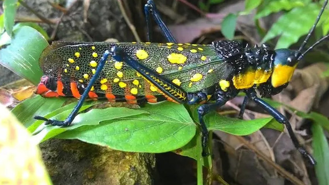 Belalang setan (Foto: Wikipedia)