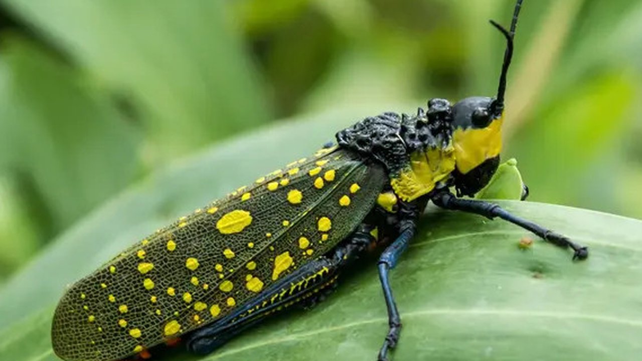 Belalang setan (Foto: Wikipedia)