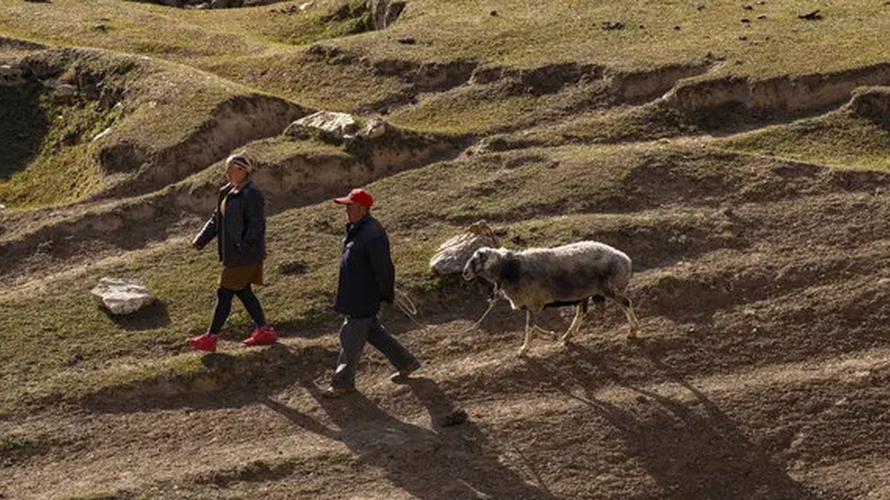 Para penggembala menggiring domba mereka di padang rumput pegunungan di Wilayah Yecheng, Daerah Otonom Uighur Xinjiang, China barat laut, pada 8 Oktober 2020. (Xinhua/Hu Huhu)