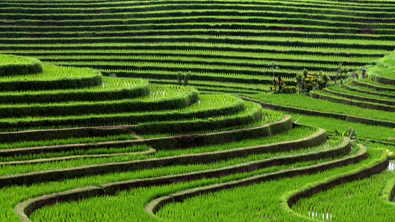 Melukis di Atas Sawah Hanya Ada di Jepang, Lho!