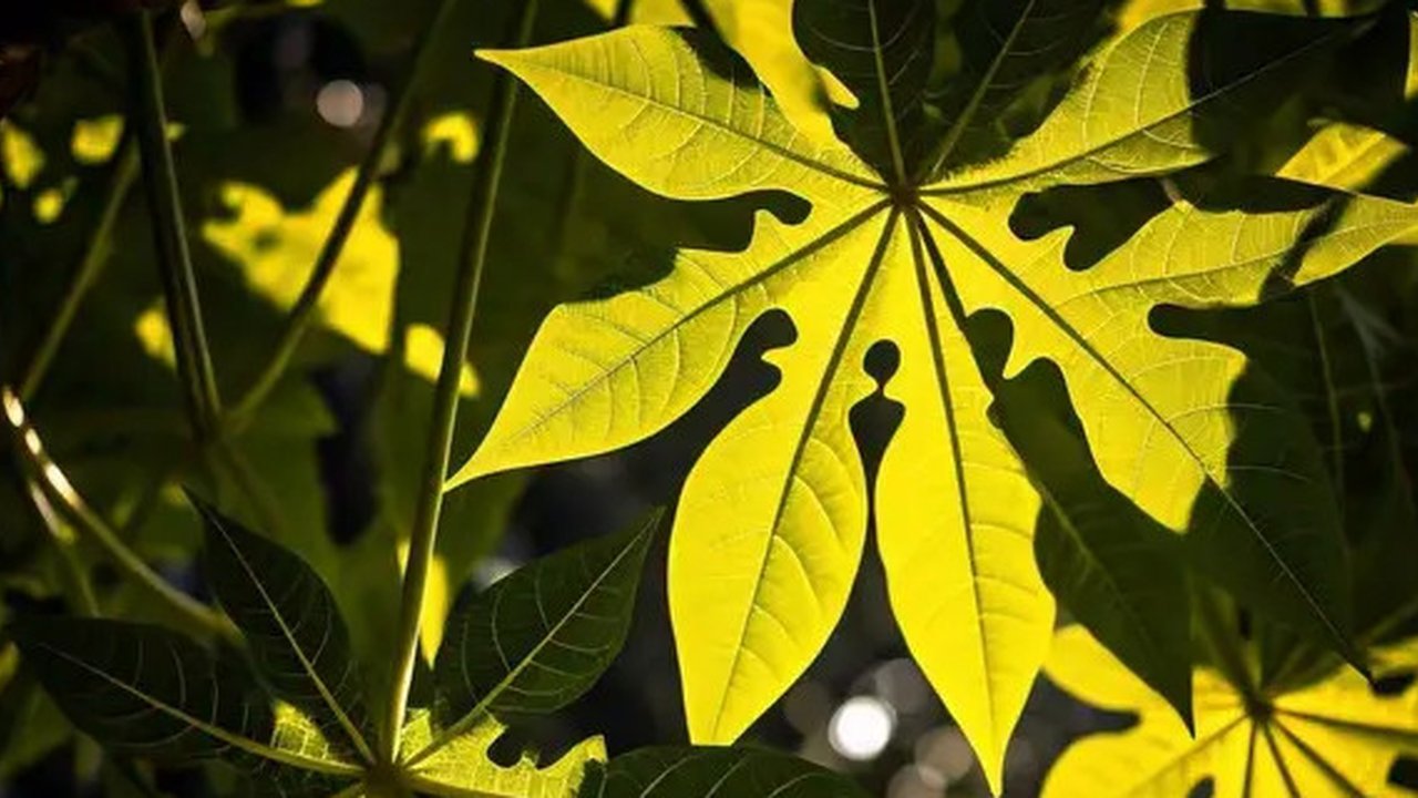 Daun pepaya di pohon sebelum dipetik. (Liputan6.com/Wikimedia Commons/Joydeep)