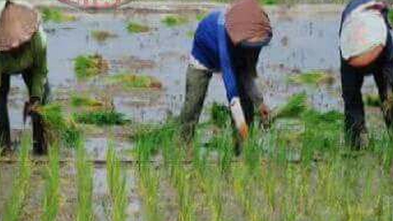 Melukis di Atas Sawah Hanya Ada di Jepang, Lho!