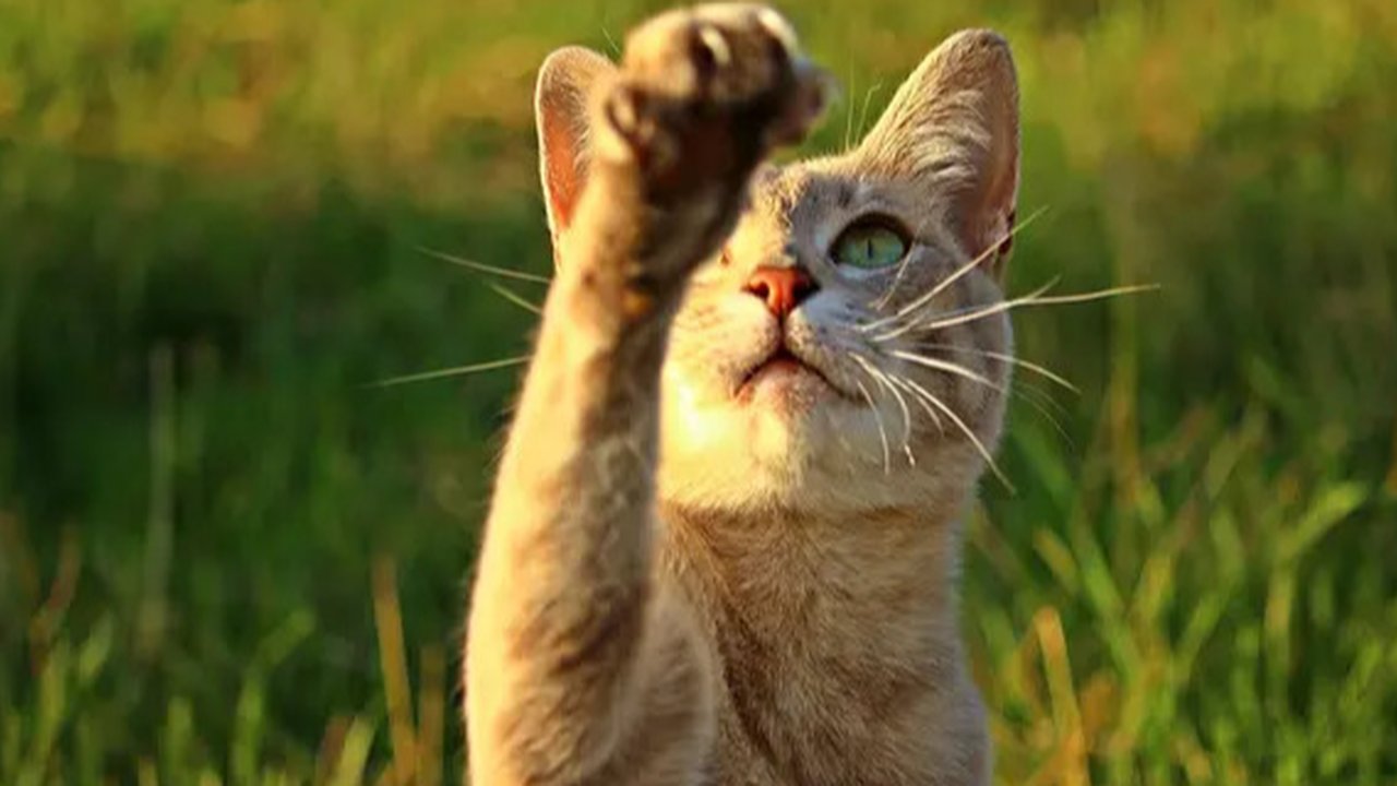 Ekspresi kucing kaget (Sumber: Boredpanda)