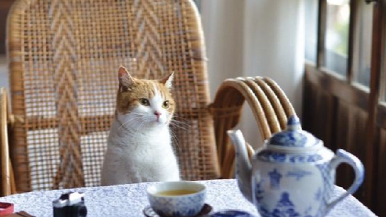 Berhenti Memberi Kucing Makanan Ini! 10 Bahan yang Bisa Merusak Kesehatan Kucing