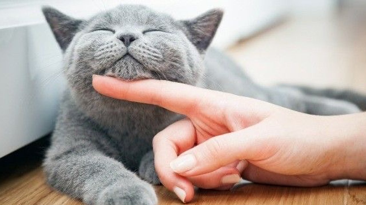 Rahasia Kucing Gemuk dan Bahagia: 7 Makanan yang Bikin Si Manis Tambah Montok!