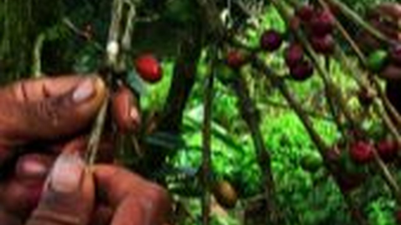 Kopi Liberika Sendoyan, Komoditas Unggulan Masyarakat Sambas yang Sempat Meredup