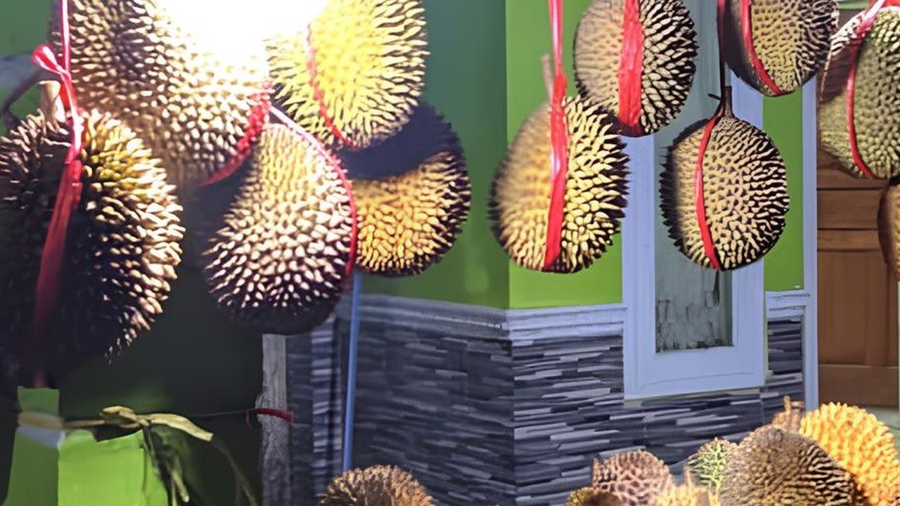 2 Kabupaten Ini Jadi Sentra Durian Unggul di Jawa Barat, Ada Jenis Jarot yang Kecil-Kecil Cabe Rawit
