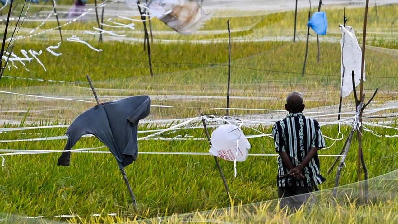Harga Beras Naik, Petani Makin Kaya?