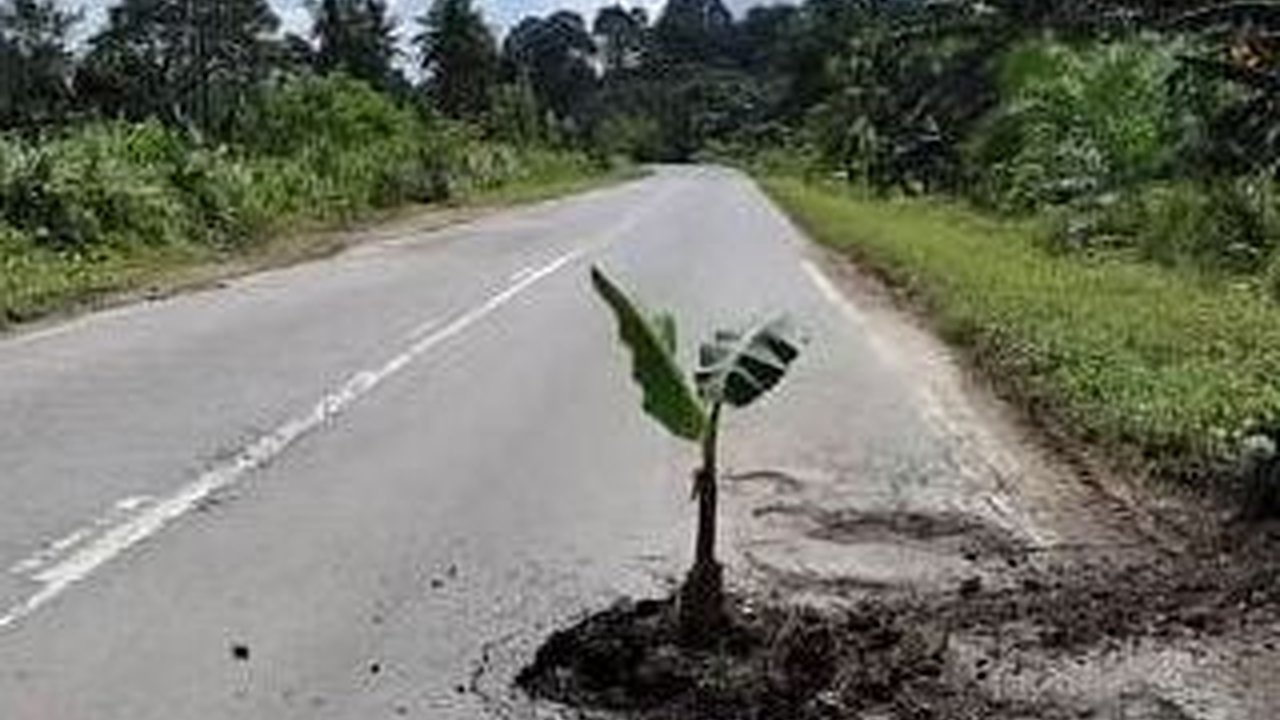 Bukan Hanya di Indonesia, Warga Malaysia Tanam Pohon Pisang di Tengah Jalan Rusak Sebagai Bentuk Protes