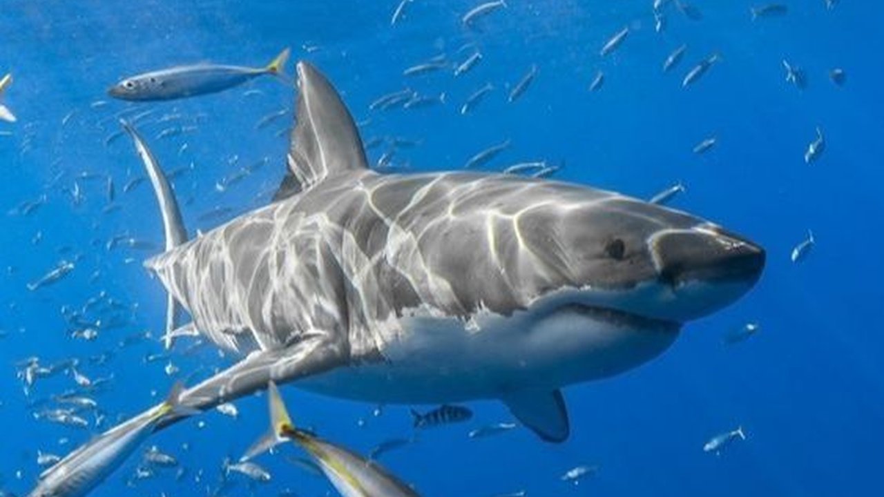 10 Jenis Hiu Laut Dalam, Tak Pernah ke Permukaan dan Sangat Primitif