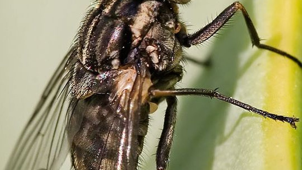 Mengapa sih Lalat Selalu Muntah atau BAB Setiap Kali Hinggap?