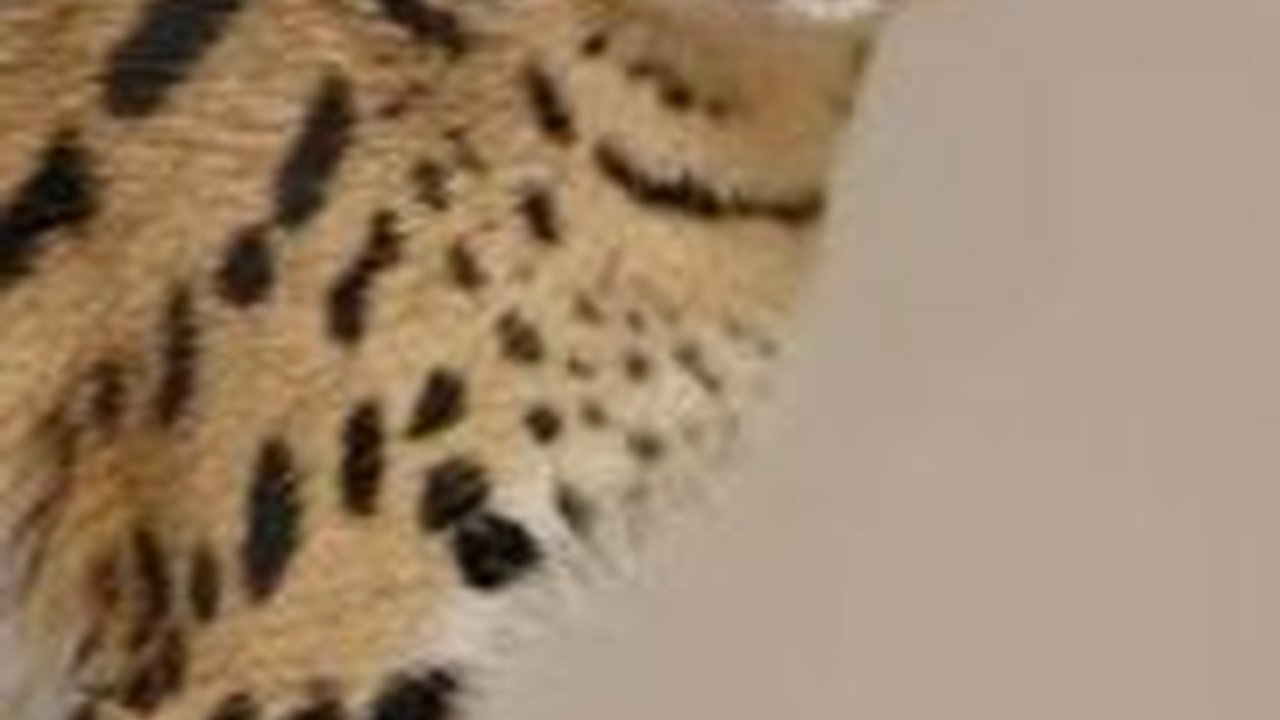 Kenalan dengan Marco, Si Kucing Serval Langka di Taman Safari Indonesia yang Menggemaskan