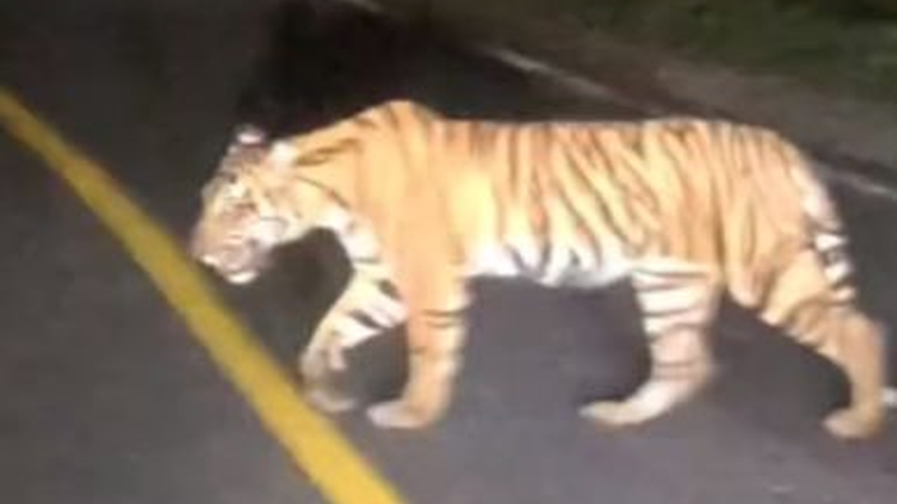 Viral Momen Pengendara Mobil Papasan dengan Harimau Sumatra di Jalan Raya, Warganet Ikut Deg-degan