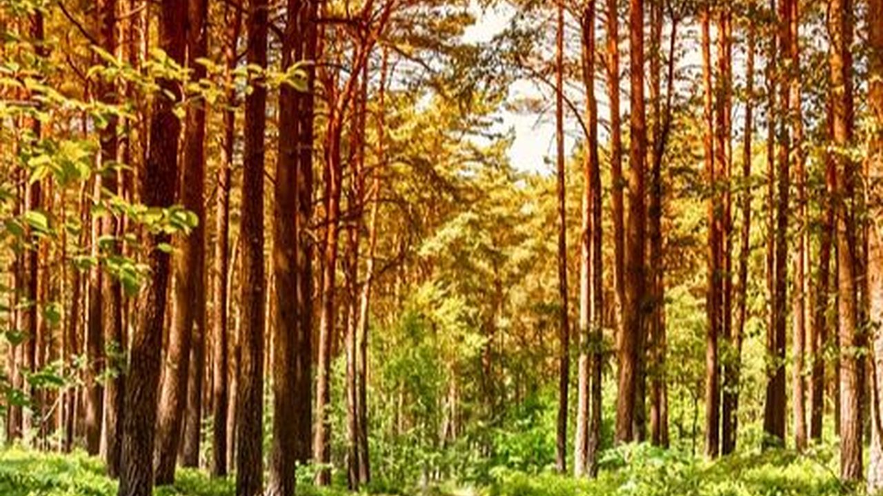 Wisata Pekalongan Populer, Sajikan Pemandangan Alam Asri hingga Budaya