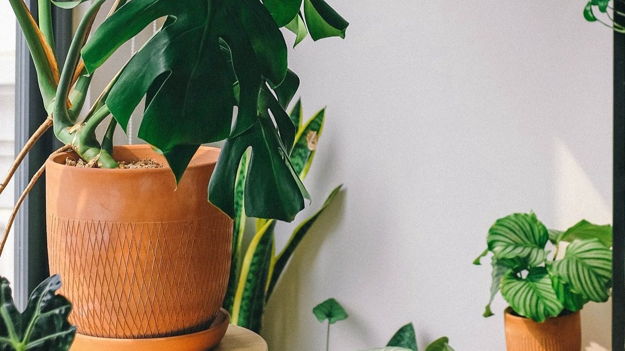 7 Tanaman Herbal Berkhasiat untuk Kulit Wajah, Bikin Awet Muda