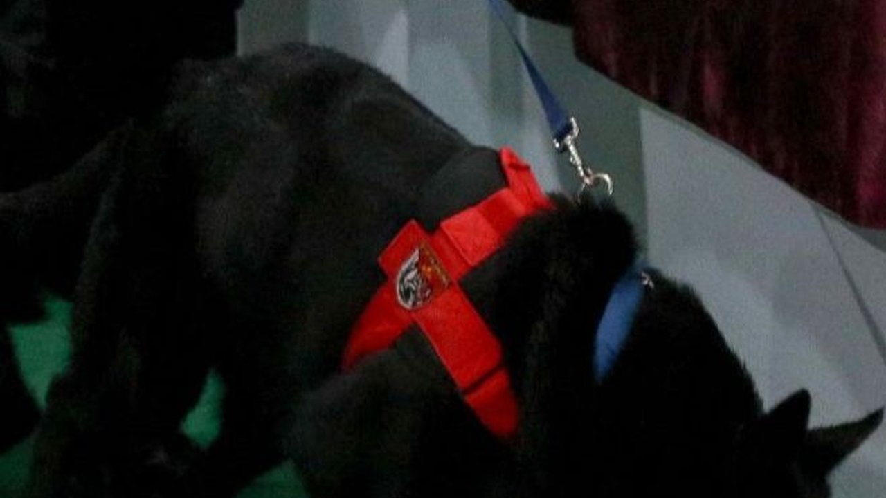 FOTO: Momen Pengerahan Anjing Pelacak K9 di TPS 033 Bojong Koneng, Tempat Prabowo Mencoblos