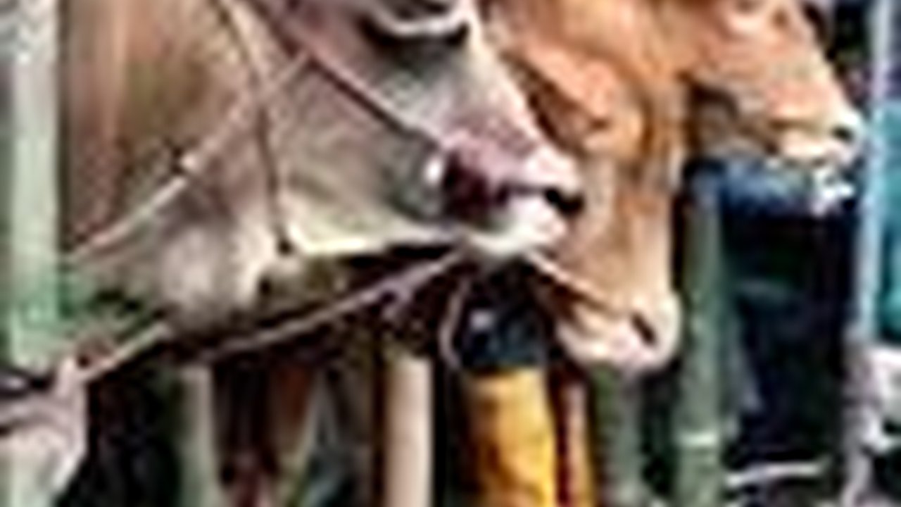 Sebelum Buka Keran Impor, Pemerintah Diingatkan untuk Utamakan Sapi Lokal