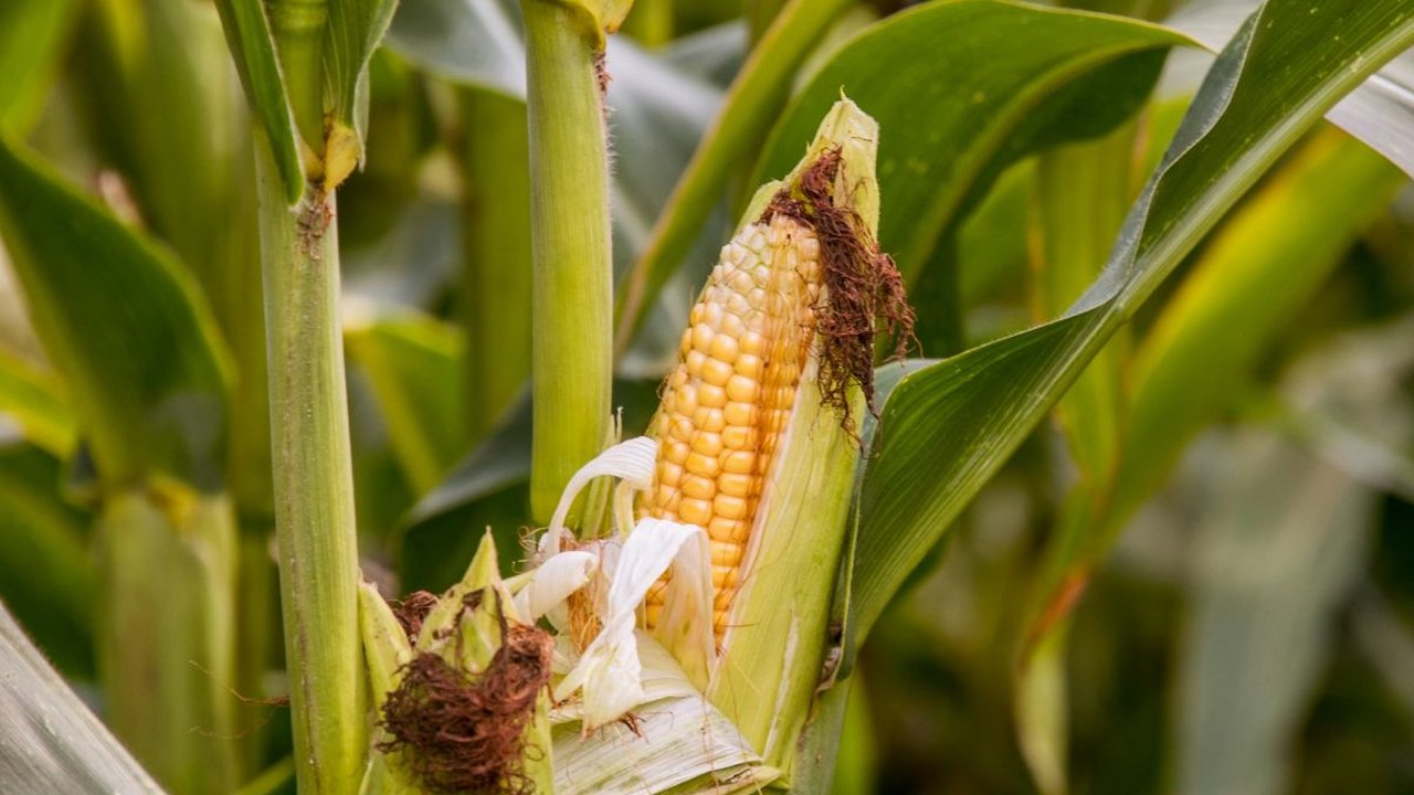 6 Resep Kue Jagung Kukus Enak ala Rumahan, Cocok untuk Camilan