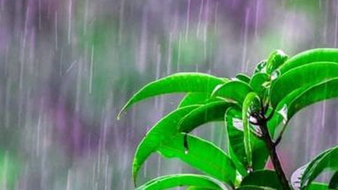 Cara Penularan Leptospirosis yang Perlu Diwaspadai saat Musim Hujan, Ketahui Cara Mencegahnya