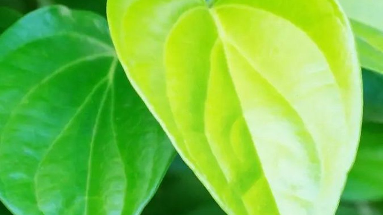 10 Tanaman Herbal Kaya Manfaat yang Bisa Dibudayakan di Halaman Rumah