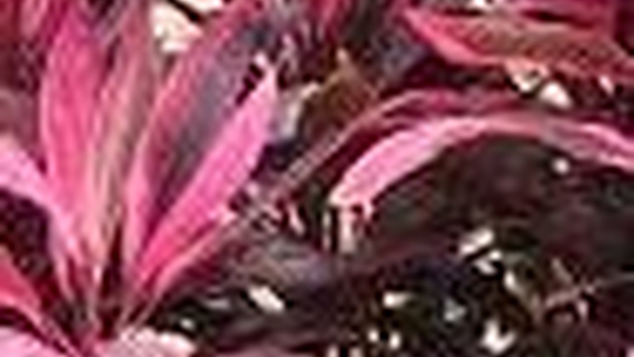 Mitos Pohon Hanjuang Merah, Dipercaya Dapat Menjauhkan Malapetaka